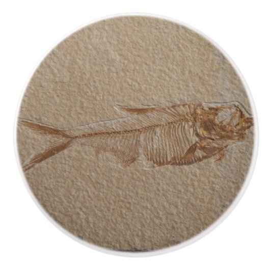 魚化石砂岩セラミックノブの写真 セラミックノブ (正面)