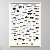 魚地中海のヴィンテージRepro。プリント ポスター (正面)