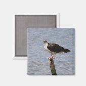 魚磁石付きオスプレイ マグネット (正面/裏面)