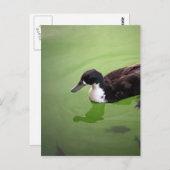 魚釣りとアヒル ポストカード (正面/裏面)