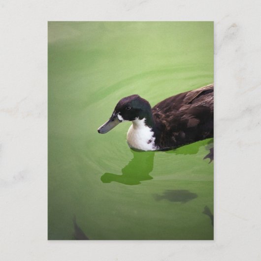 魚釣りとアヒル ポストカード (正面)