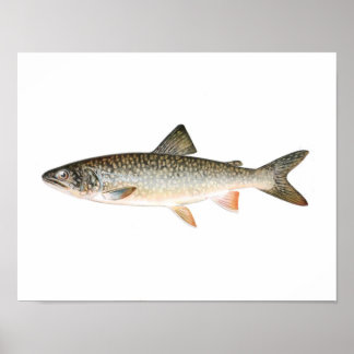 魚釣りポスター – Lake Trout Fish ポスター