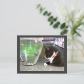 「魚釣り猫はがき」 ポストカード (スタンド正面)