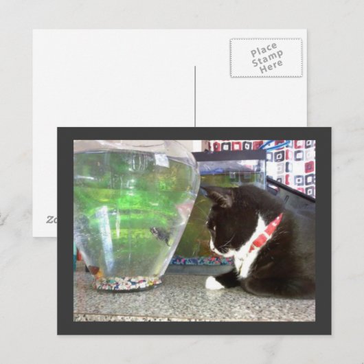 「魚釣り猫はがき」 ポストカード (正面/裏面)