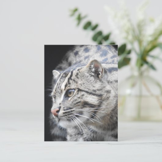 魚釣り猫 ポストカード (スタンド正面)