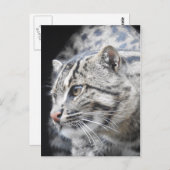 魚釣り猫 ポストカード (正面/裏面)