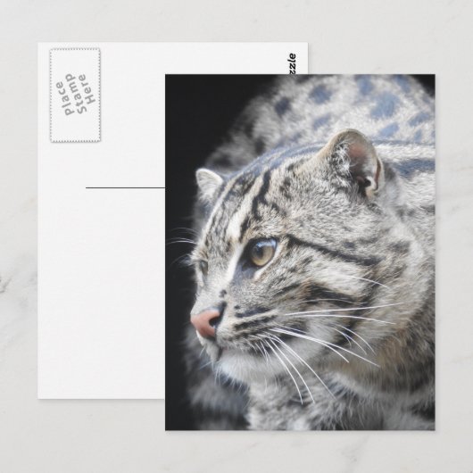 魚釣り猫 ポストカード (正面/裏面)