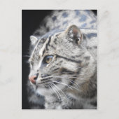 魚釣り猫 ポストカード (正面)