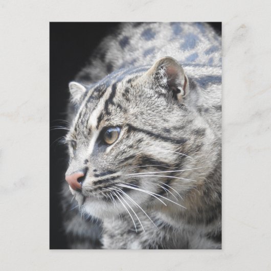 魚釣り猫 ポストカード (正面)