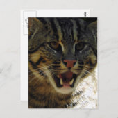 魚釣り猫 ポストカード (正面/裏面)