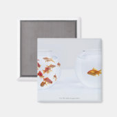 魚鉢に入った多くの金魚と マグネット (正面/裏面)