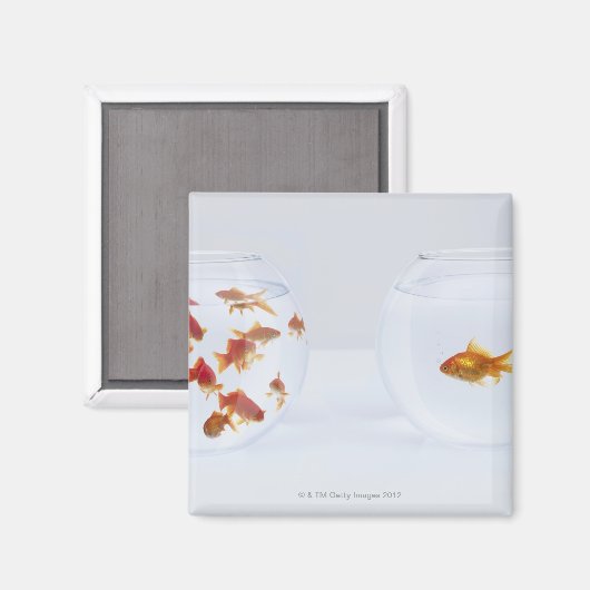 魚鉢に入った多くの金魚と マグネット (正面/裏面)