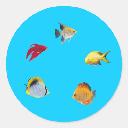 魚鉢 ラウンドシール (正面)