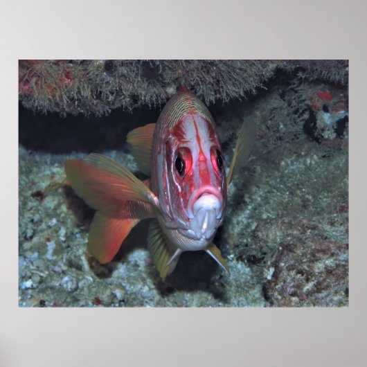 魚顔 ポスター (正面)