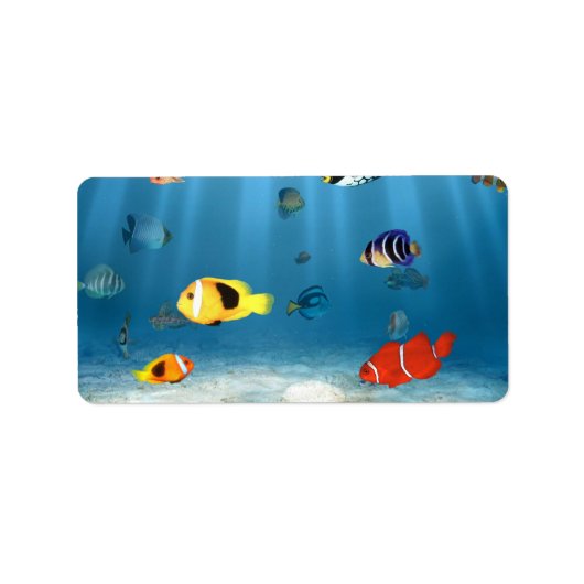 魚類の海洋 ラベル (正面)