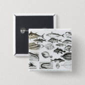 魚類学のOsseous魚 缶バッジ (正面&裏面)