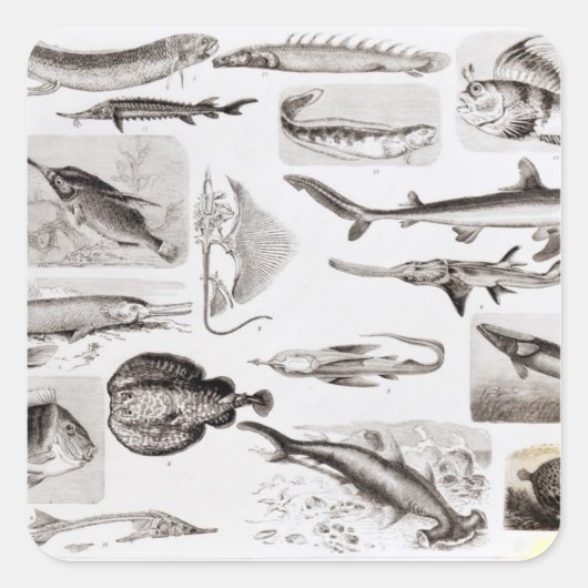 魚類学 – ガノイド・エラスモブランチ スクエアシール (正面)