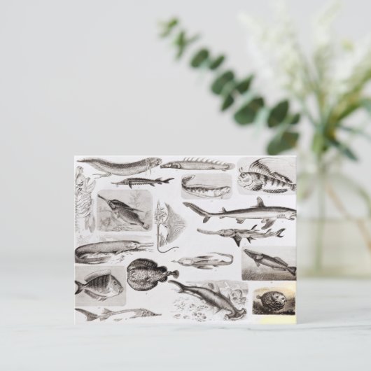 魚類学 – ガノイド・エラスモブランチ ポストカード (スタンド正面)