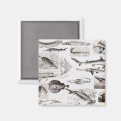 魚類学 – ガノイド・エラスモブランチ マグネット (正面/裏面)