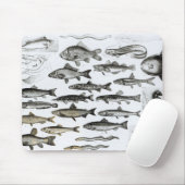 魚類学、Osseous魚、Marisipobranchs マウスパッド (マウス)