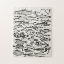 魚類魚類学、魚、海、魚類学者