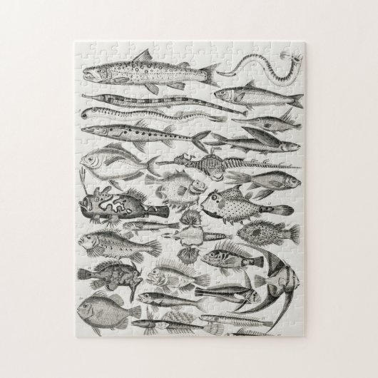 魚類魚類学、魚、海、魚類学者 ジグソーパズル (縦)