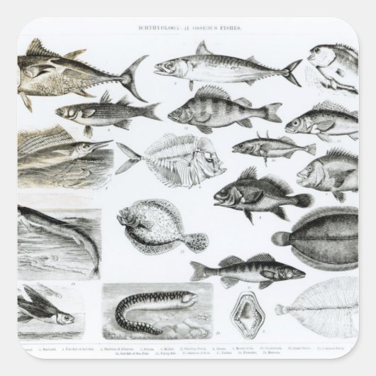 魚類魚類魚類学 スクエアシール (正面)