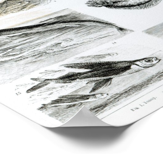 魚類魚類魚類学 ポスター (角)