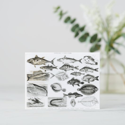 魚類魚類魚類学 ポストカード (スタンド正面)