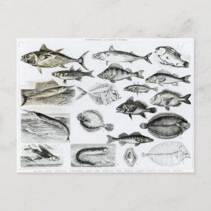 魚類魚類魚類学 ポストカード