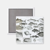 魚類魚類魚類学 マグネット (正面/裏面)