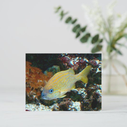 魚2はがき ポストカード (スタンド正面)