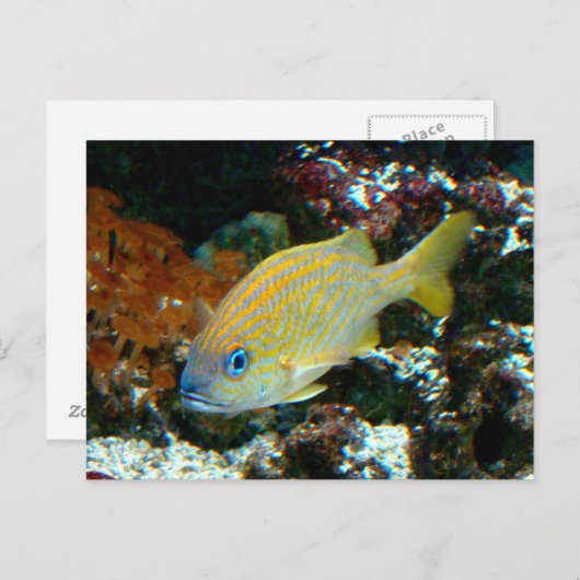 魚2はがき ポストカード (正面/裏面)