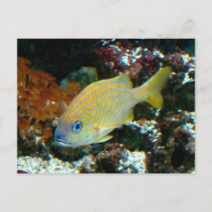 魚2はがき ポストカード