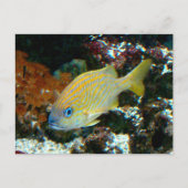 魚2はがき ポストカード (正面)