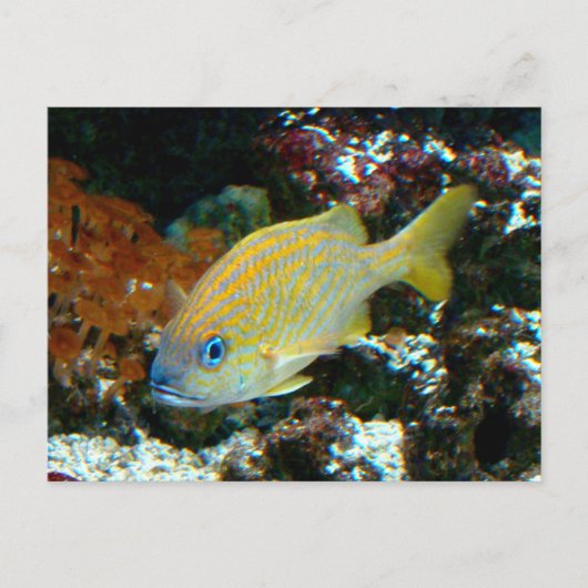 魚2はがき ポストカード (正面)