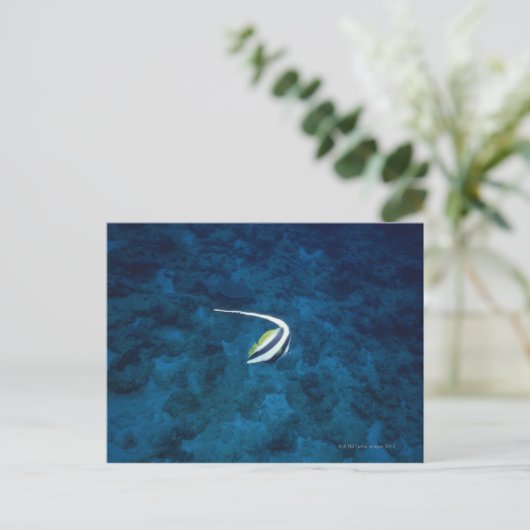 魚2 ポストカード (スタンド正面)