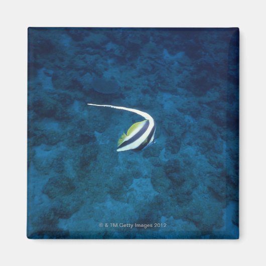 魚2 マグネット (正面)
