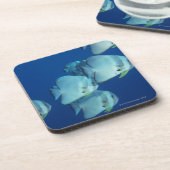 魚5の学校 コースター (左側)