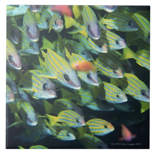 魚7の学校 タイル (正面)