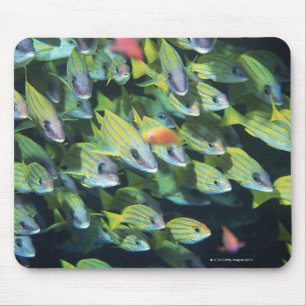 魚7の学校 マウスパッド