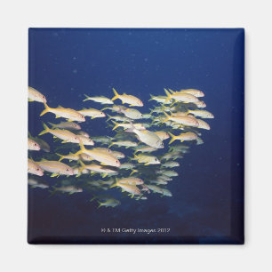 魚8の学校 マグネット