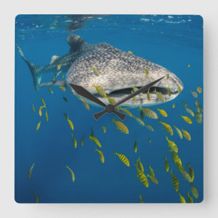 魚、インドネシアを持つジンベイザメ スクエア壁時計