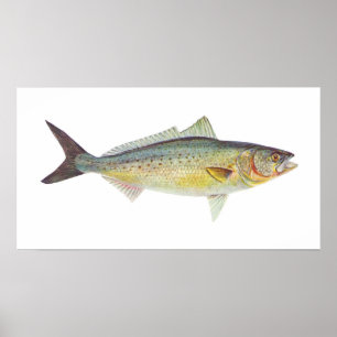 魚-オーストラリアのサケ- Arripisのtrutta ポスター