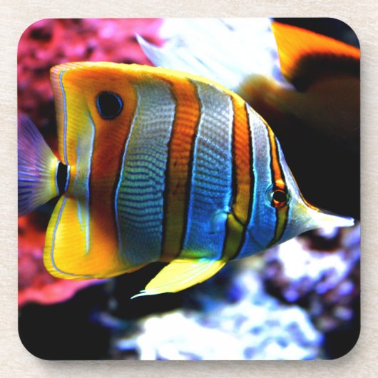 魚 コースター (正面)