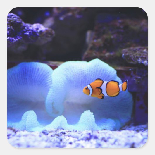 魚 スクエアシール (正面)