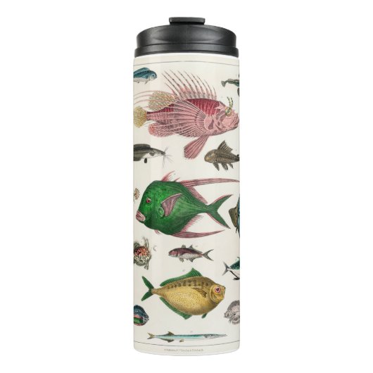 魚 タンブラー (正面)