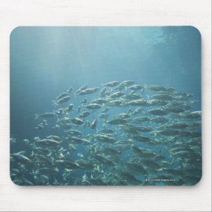 魚、ナッサウ、バハマの学校 マウスパッド