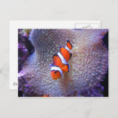 魚,ピエロ魚 ポストカード (正面/裏面)
