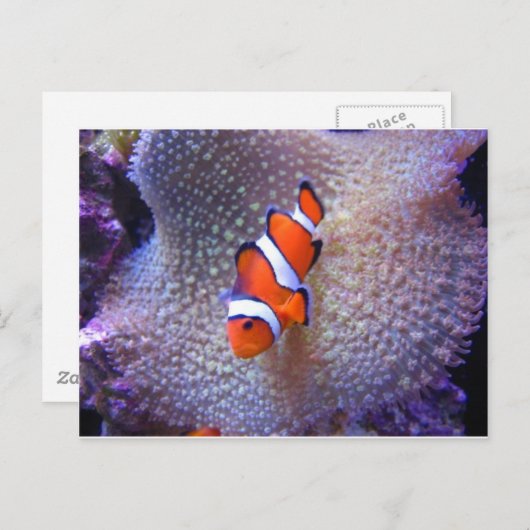 魚，ピエロ魚 ポストカード (正面/裏面)